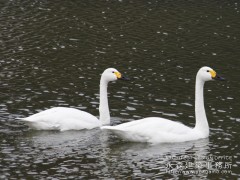 オープンハウス:「水面(みなも)を望む家」二日目4 オープンハウス:「水面(みなも)を望む家」二日目4