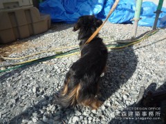 一緒に暮らすワンちゃん1 一緒に暮らすワンちゃん1